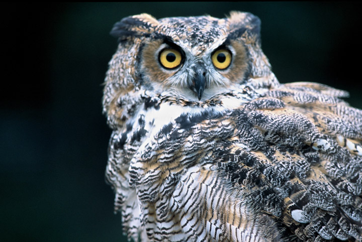 Great horned owl  minnesota  ed fuhr photography Great horned owl  minnesota  ed fuhr photography
