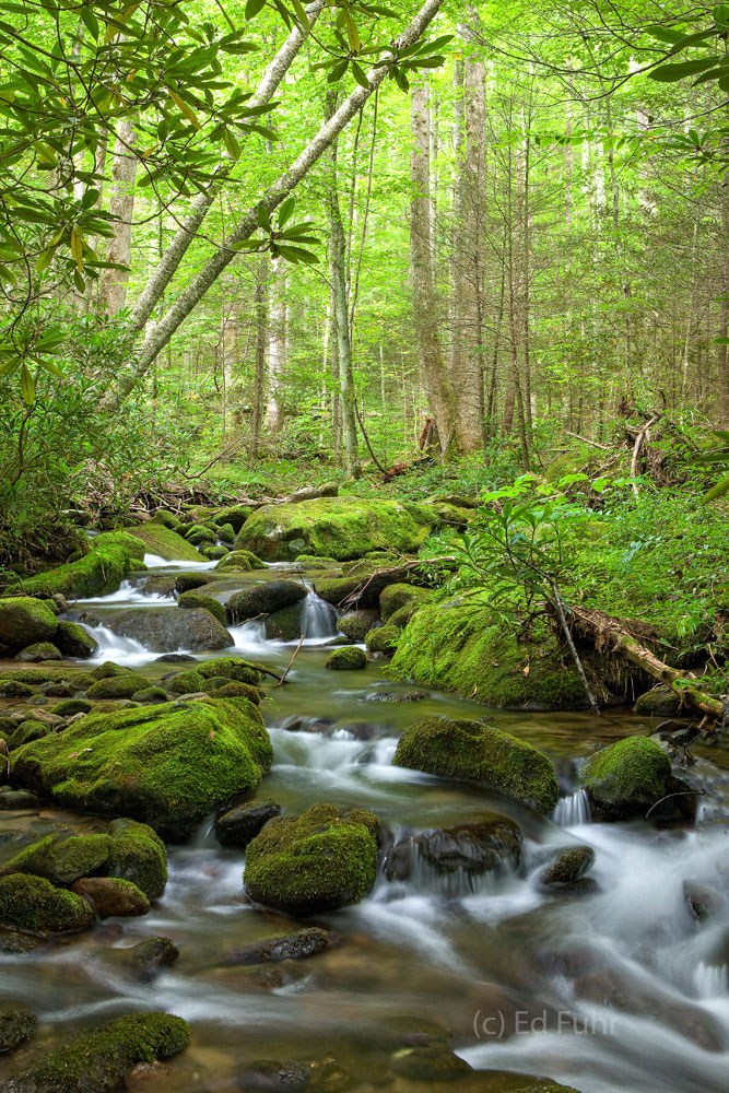 In early spring, the Roaring Fork is  a study in green, green moss, lichen and leaves.