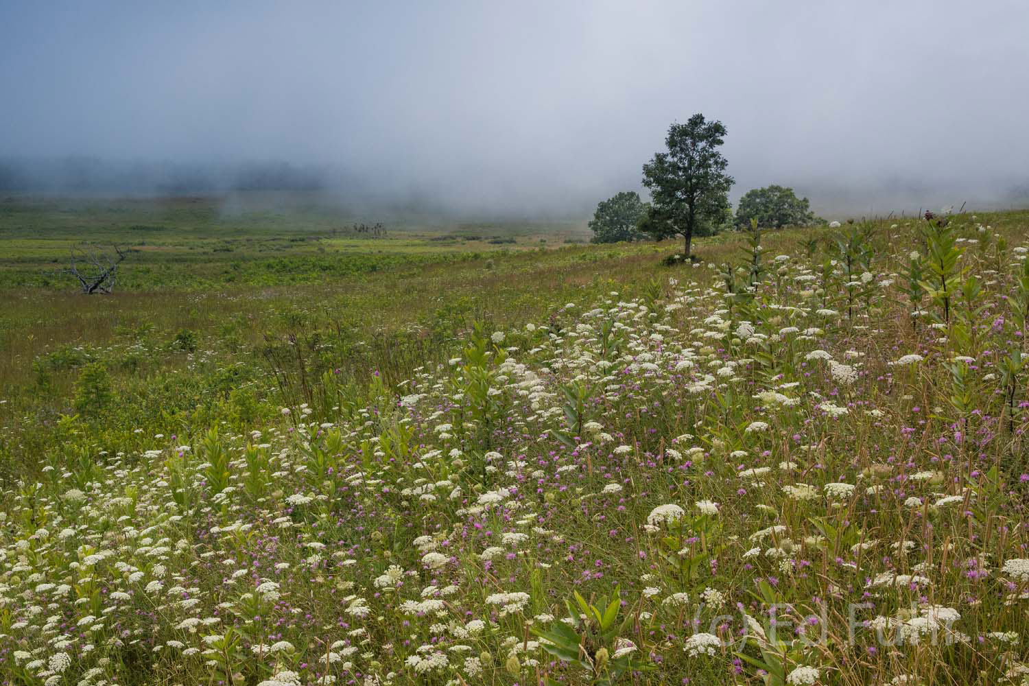 A Field of Lace A wildflower field of Queen Anne's Lace and pink clover grows on the edge of Big Meadows.
