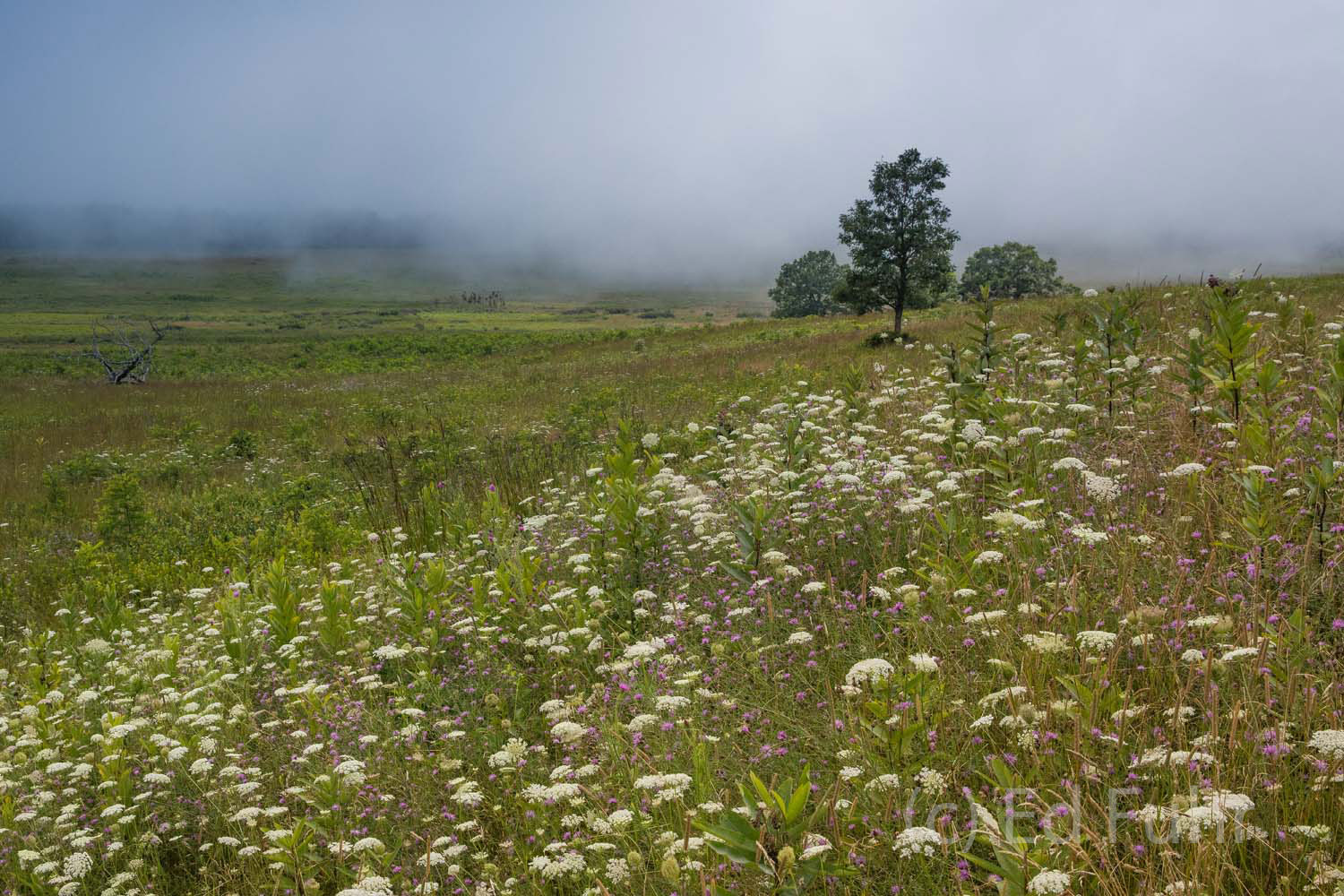 A wildflower field of Queen Anne's Lace and pink clover grows on the edge of Big Meadows.