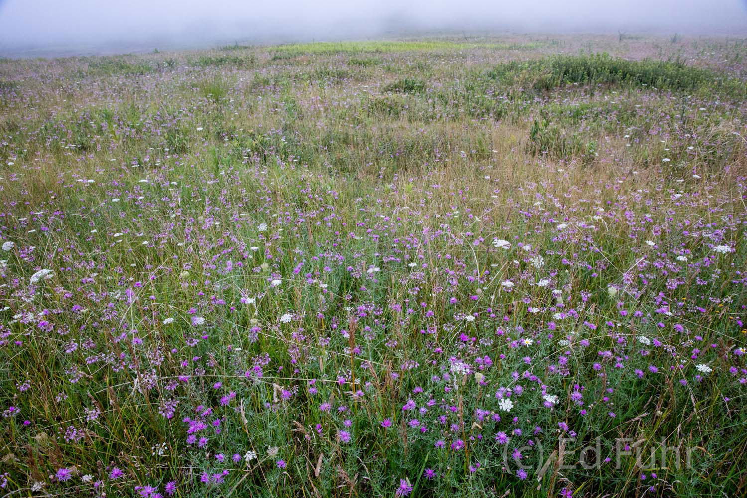 Purple Begamot or bee balm mixes with white Queen Anne's Lace and white and pink allium in fog covered Big Meadows.