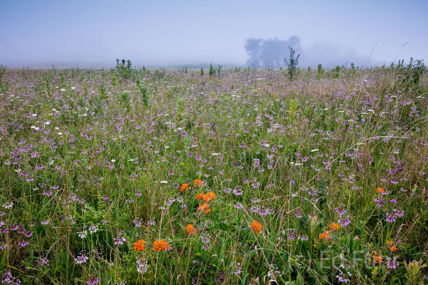 Big Meadows Summer Wildflowers Orange butterfly weed grows amidst a field of pink and white allium and scattered thistle and milkweed, in Big Meadows.