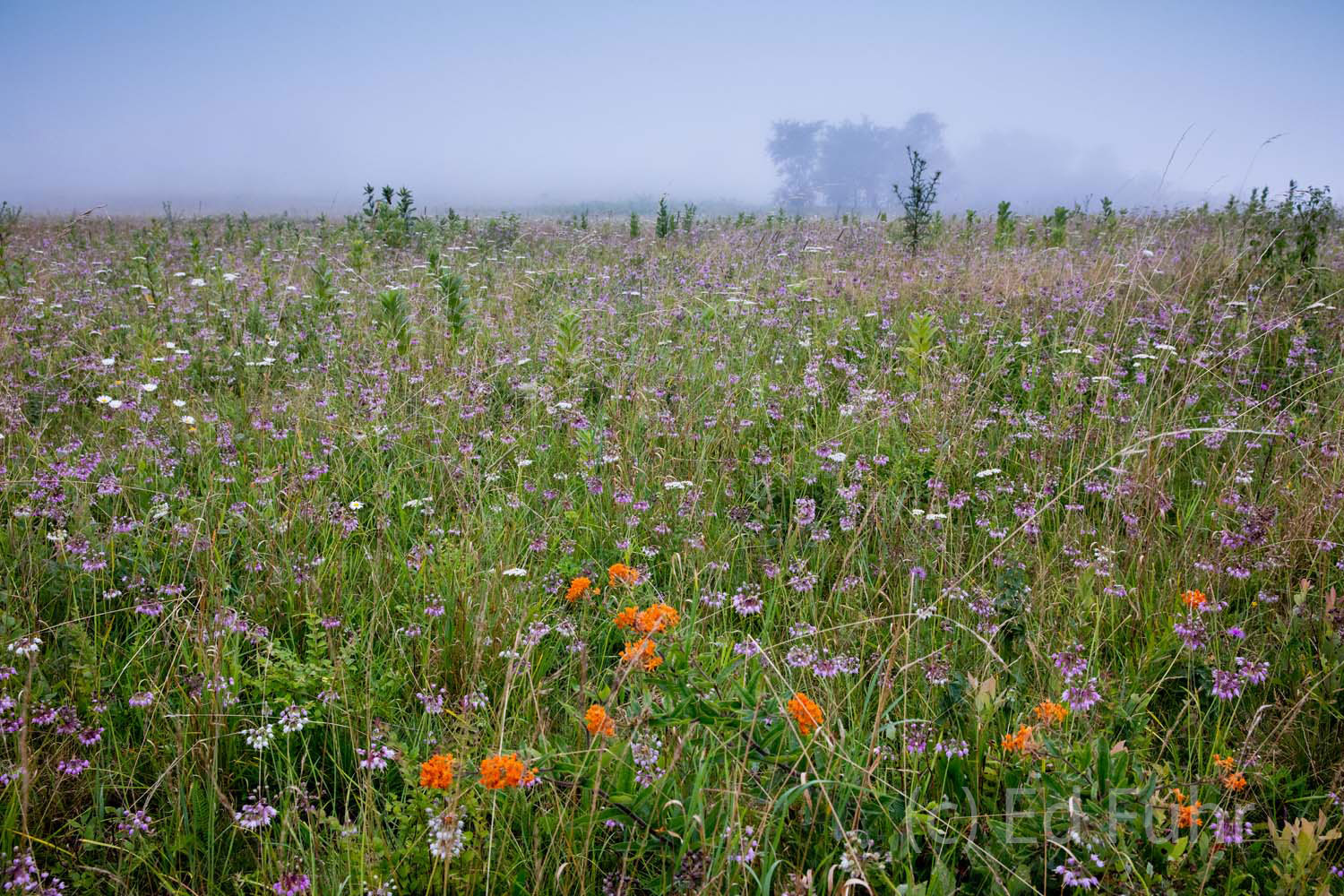 Orange butterfly weed grows amidst a field of pink and white allium and scattered thistle and milkweed, in Big Meadows.