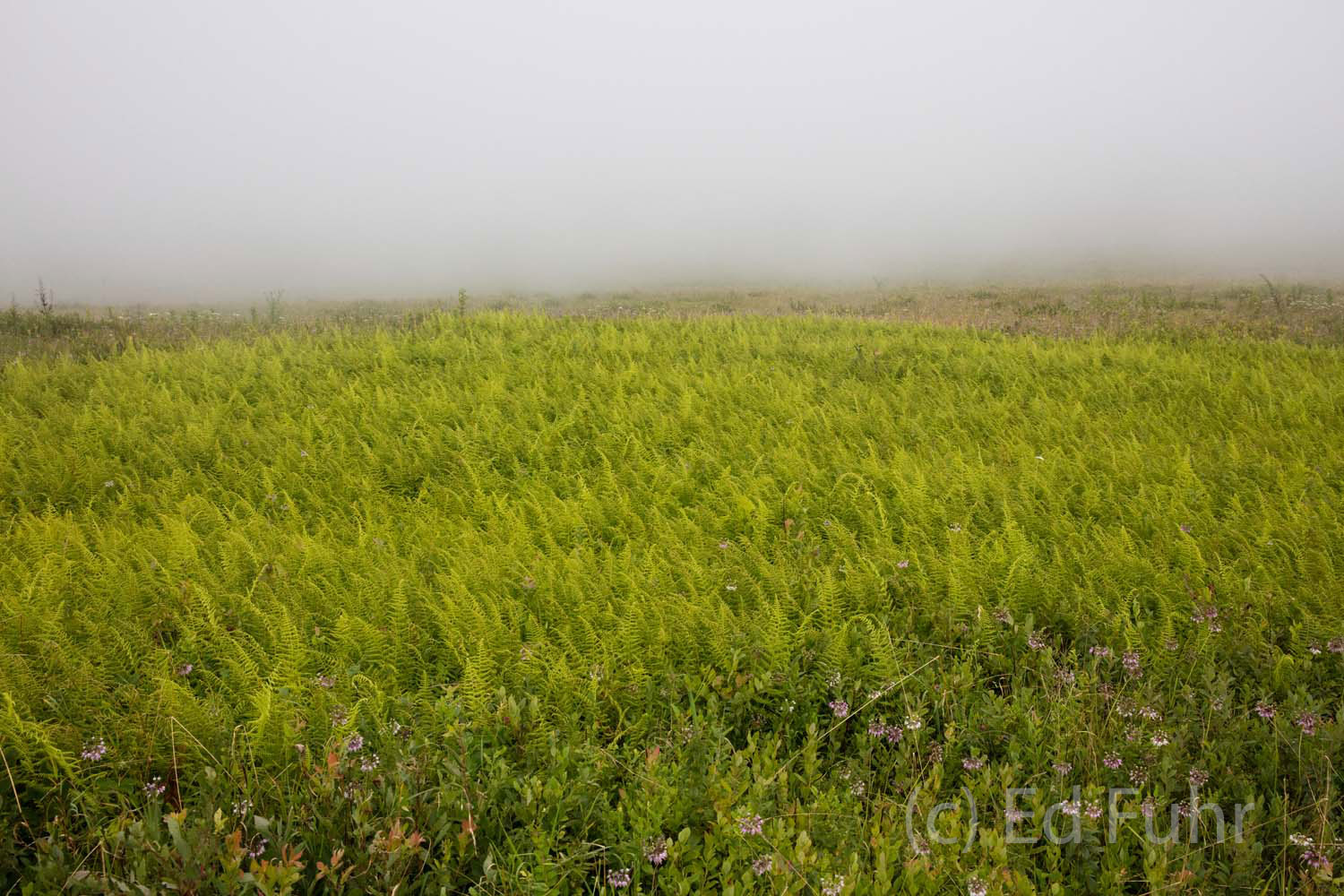 Big Meadows Ferns Big Meadows has the highest concentration of rare plants in Shenandoah and both contains and abuts important wetlands with two...