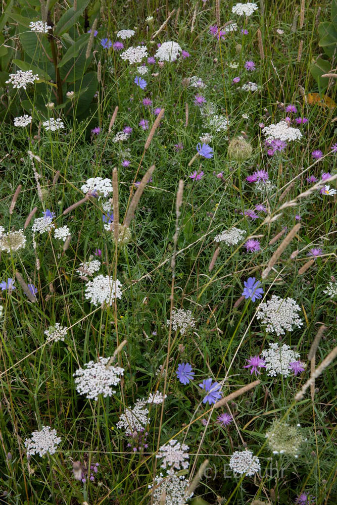 A mix of wildflowers in Big Meadows.
