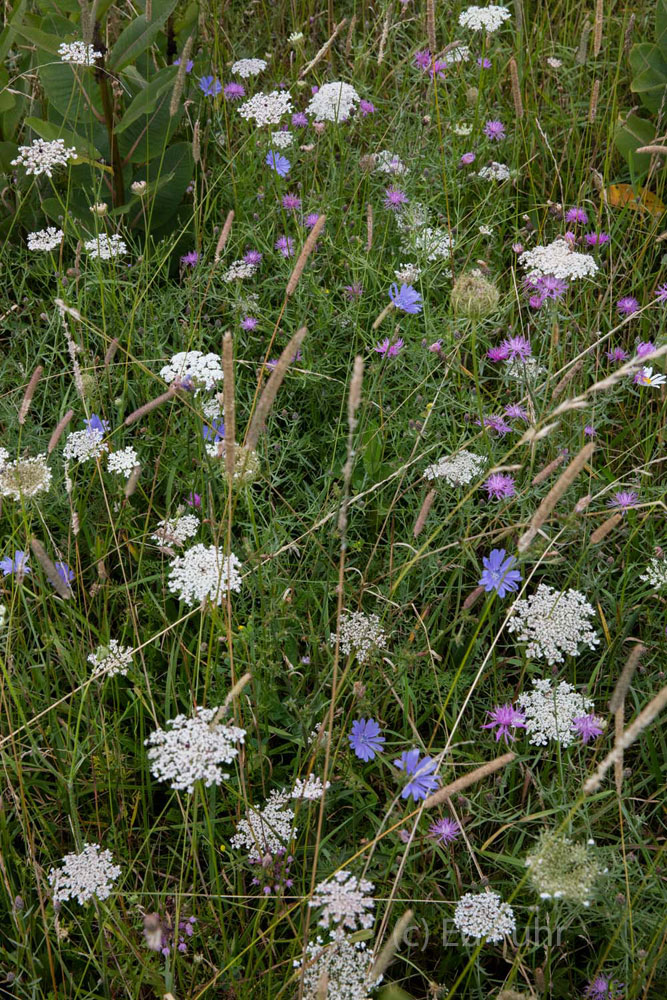 Wildflower Mix A mix of wildflowers in Big Meadows.