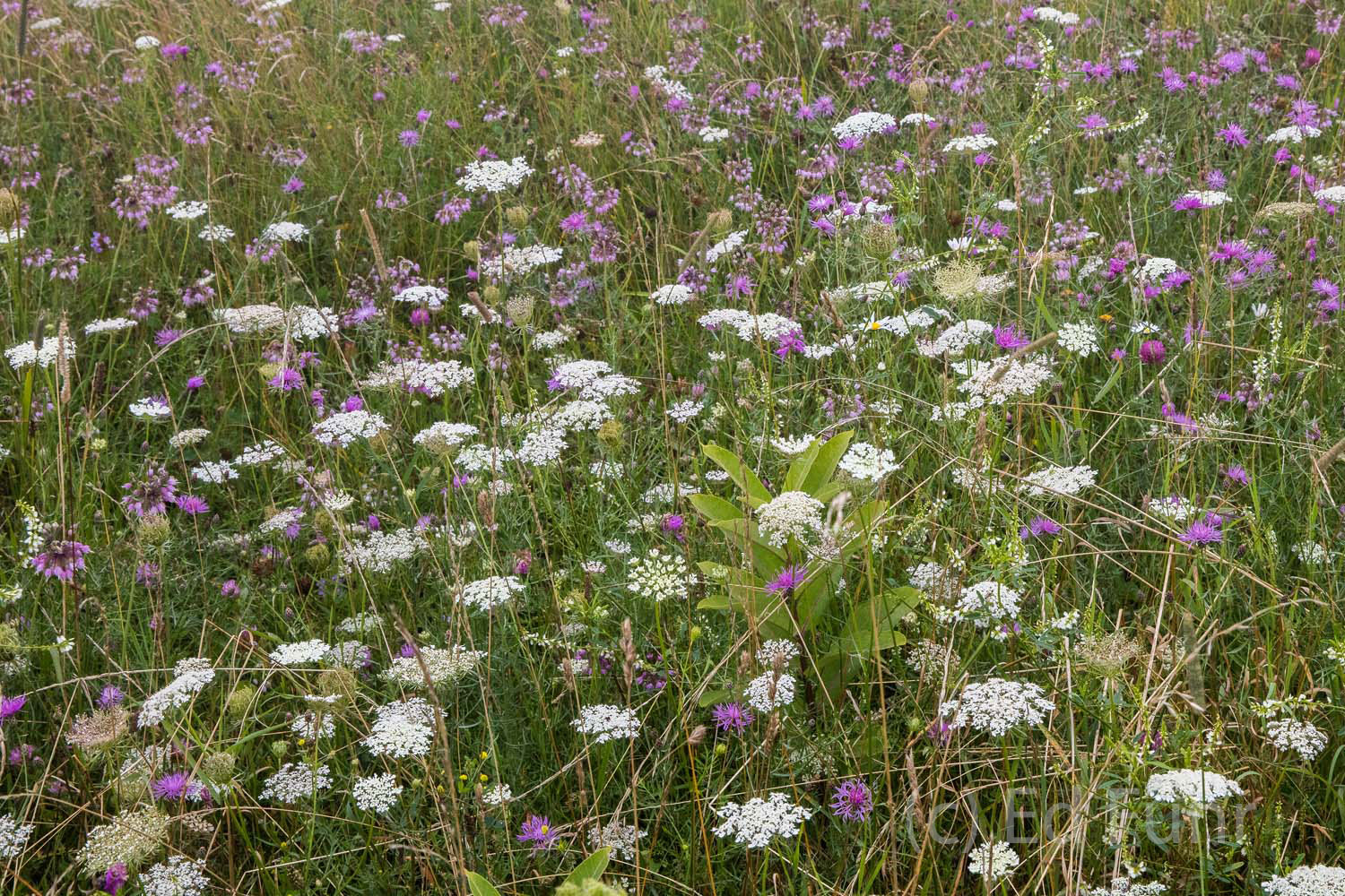 Queen Anne's Lace, bee balm and clover mix in Big Meadows.