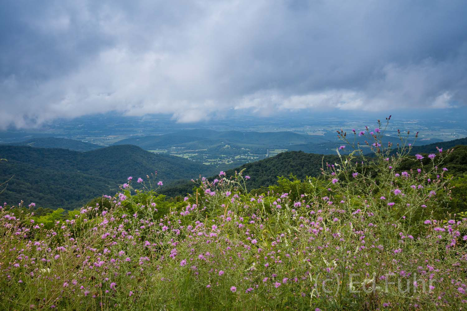 Pink wildflowers line a rock wall at one of the overlooks into the Shenandoah valley.