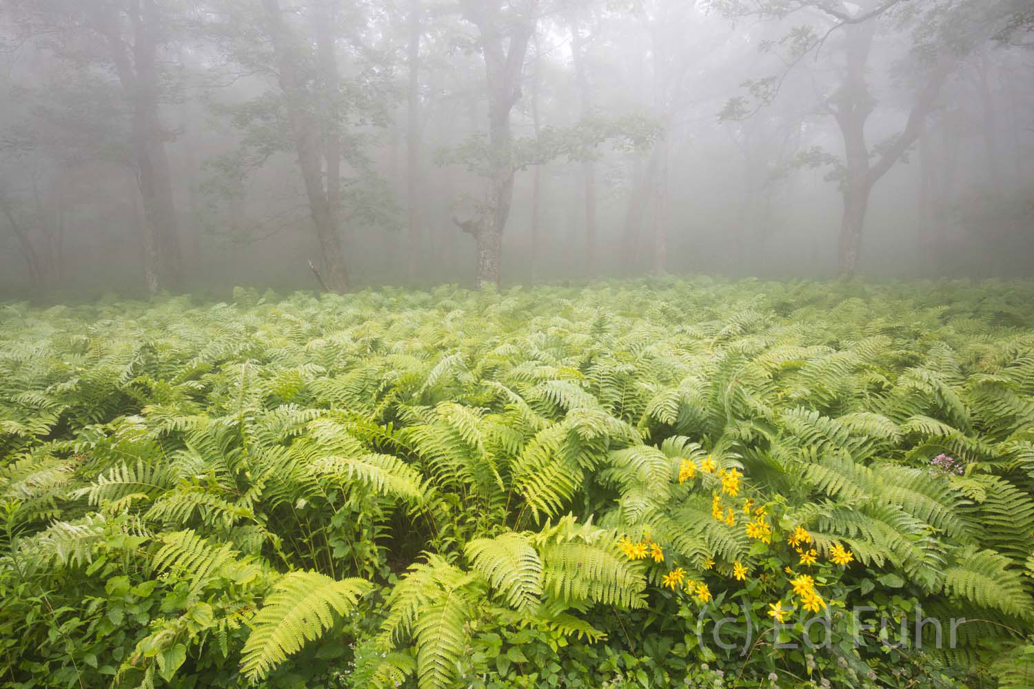 A massive scape of ferns in Shenandoah National Park.