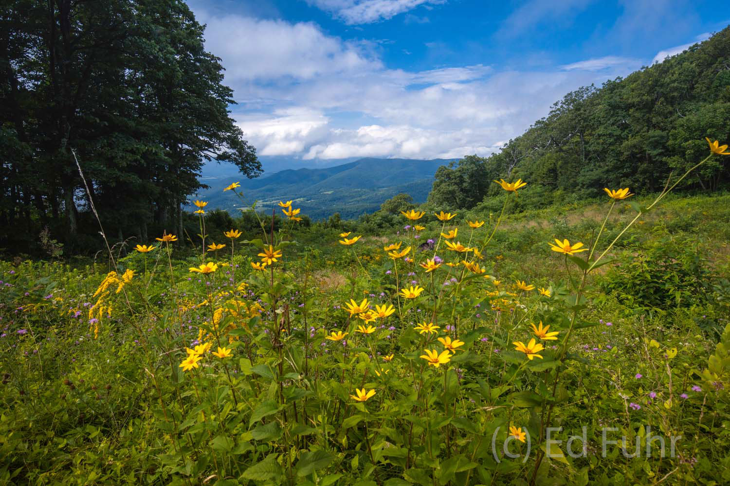 Yellow helianthus wildflowers bloom at Jewell Hollow Overlook.