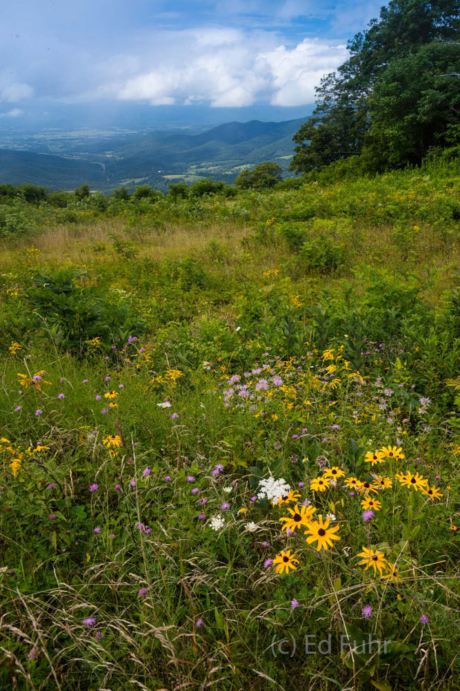 Wildflowers and butterflies enjoy the view of Jewell Hollow Overlook.