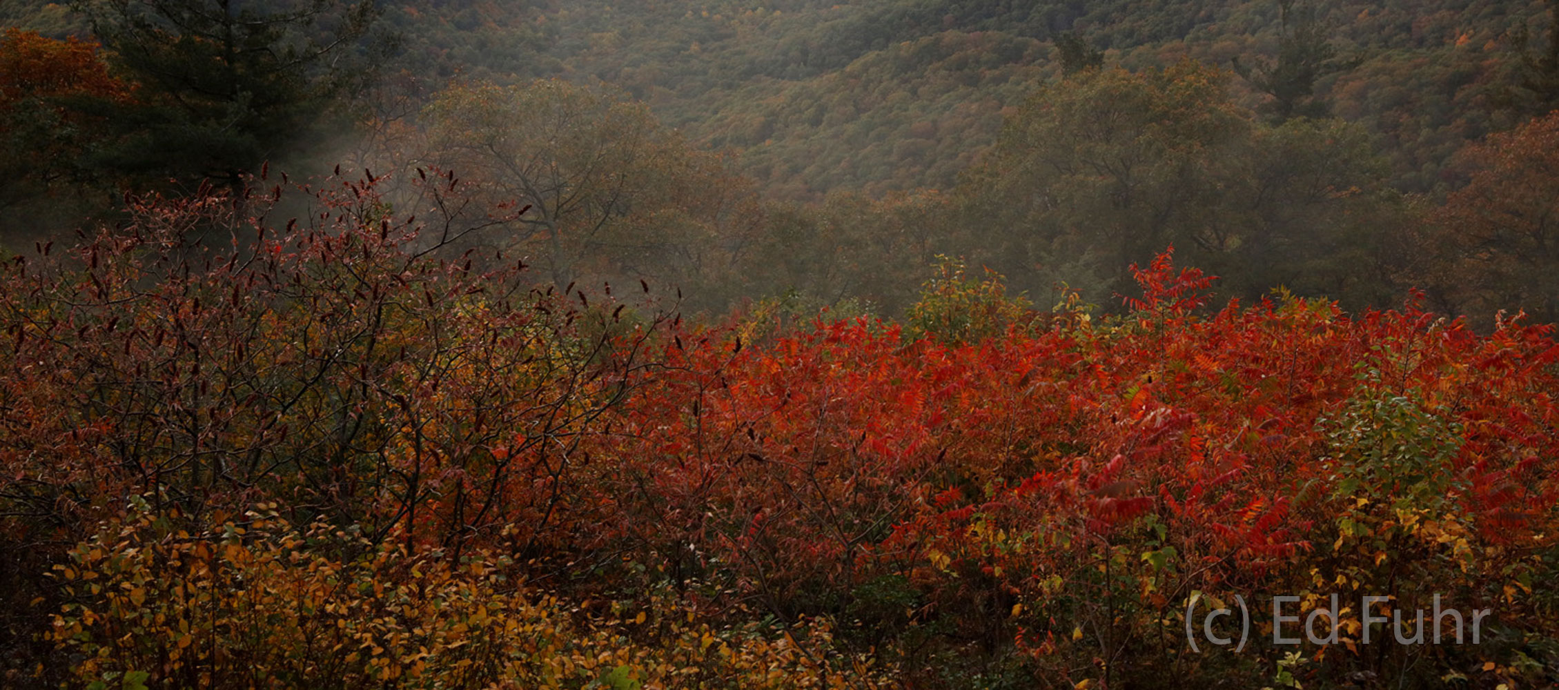 Shenandoah Sumac Panorama A colorful hillside of red sumac and fog on a late autumn day.