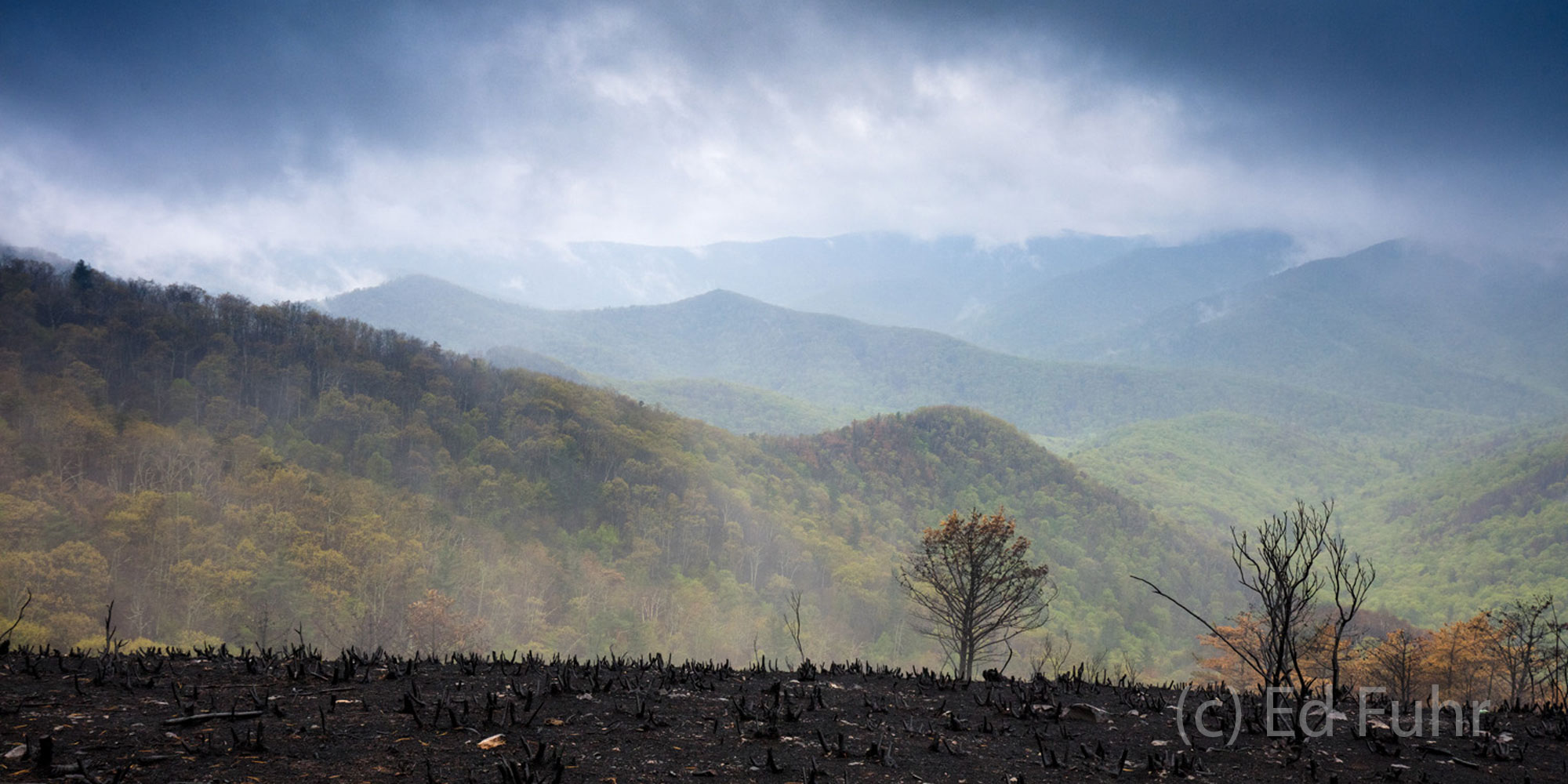 Fog and Fire After the Rocky Mount fire has long been extenuished, springs green emerges through the fog, contrasting with the eery black...