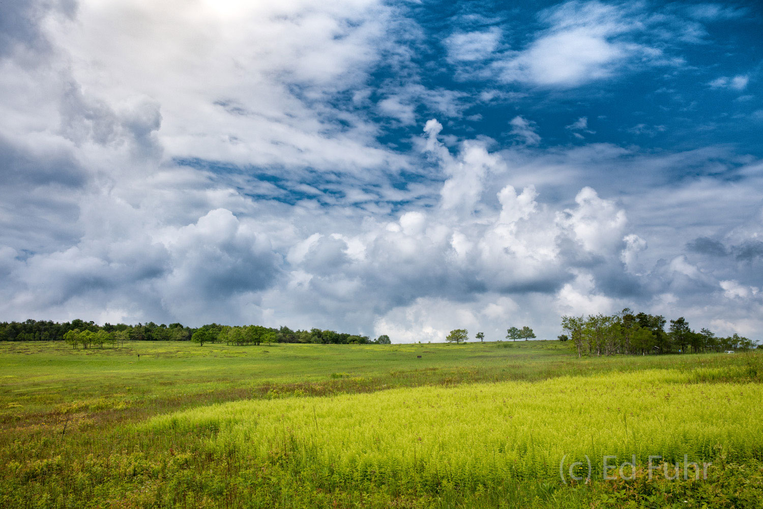 Big Meadow Ferns A growing patch of ferns adds to the texture and patterns of color that make Big Meadows a visual treat that offers something...