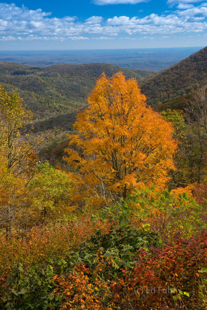 Maple Glory This maple never disappoints, turning a vibrant orange, every fall on an eastern slope north of Thorofare Mountain.