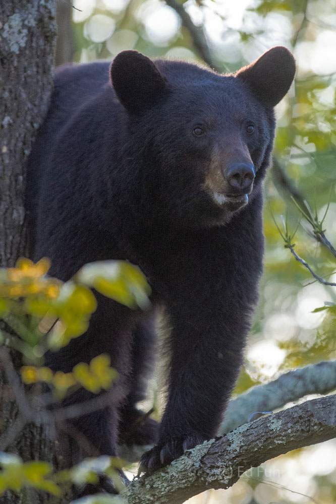Lofty Bear A large black bear peers down from his tree limb.