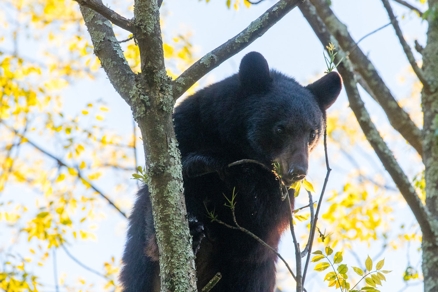 A black bear feeds in a tree immediately above the road just 20 feet above the vehicles the pass, most never even spotting him...