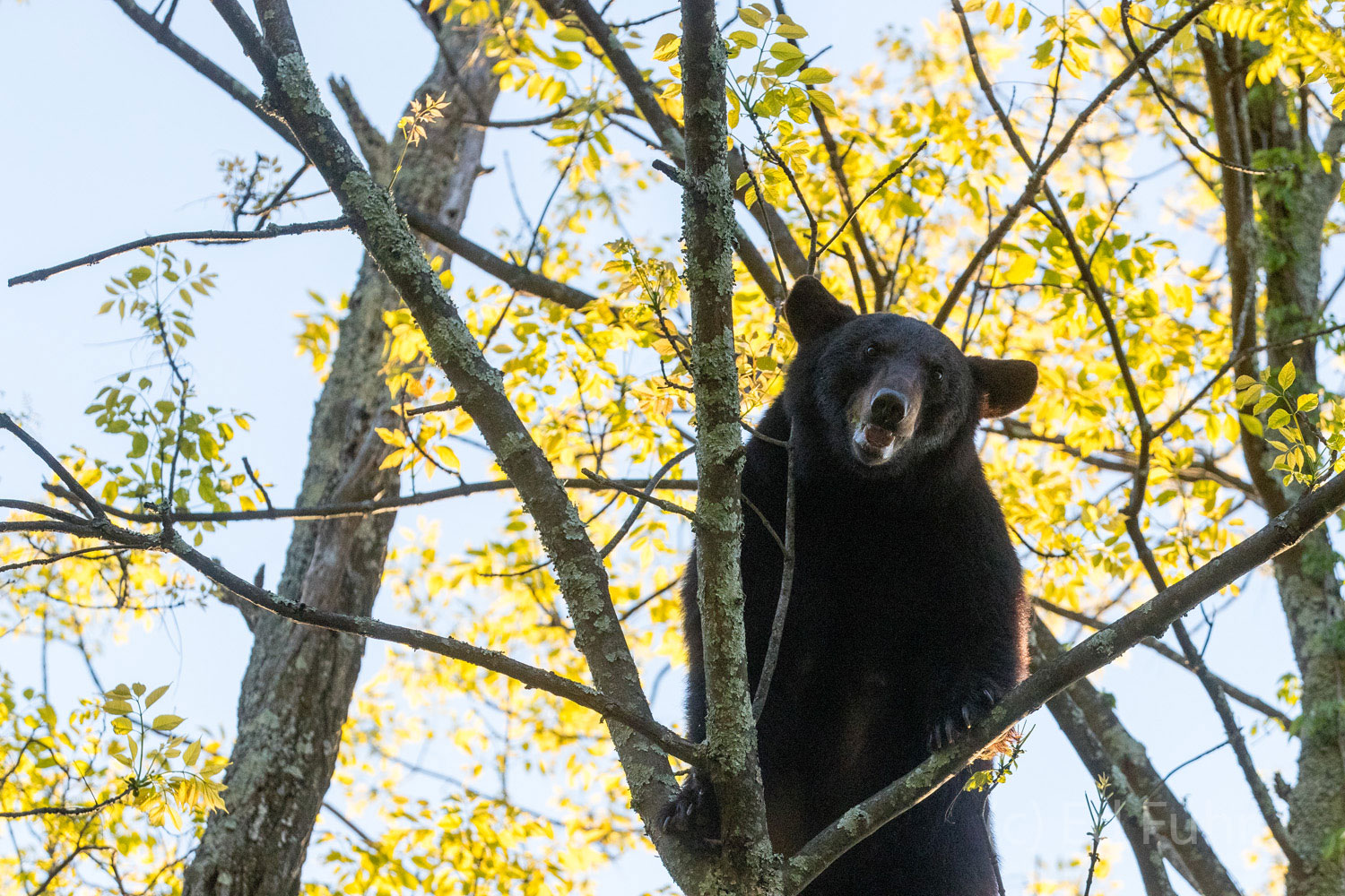 A black bear stares down from the tree where he has been feeding on spring's early growth.