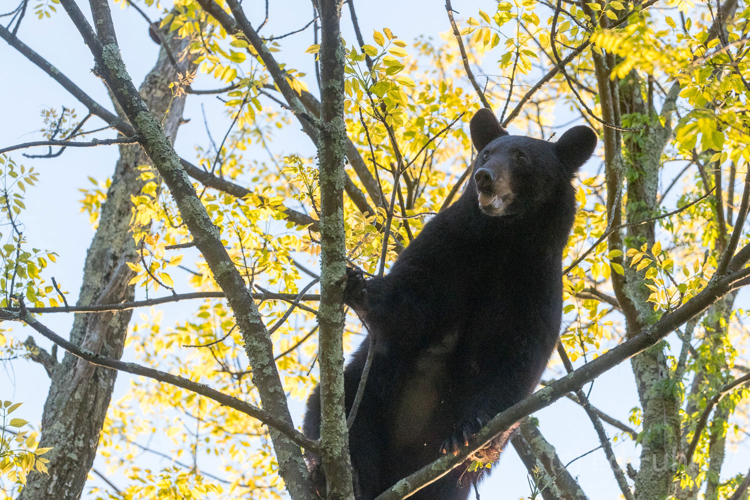 I Hope He Doesn't Fall Through a moon roof I manage a quick photo and pray this bear does not fall!