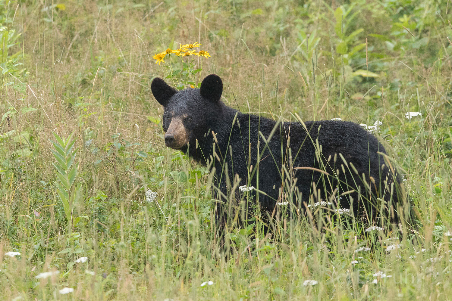 Big Meadows Bear II A black bear looks across the meadow.