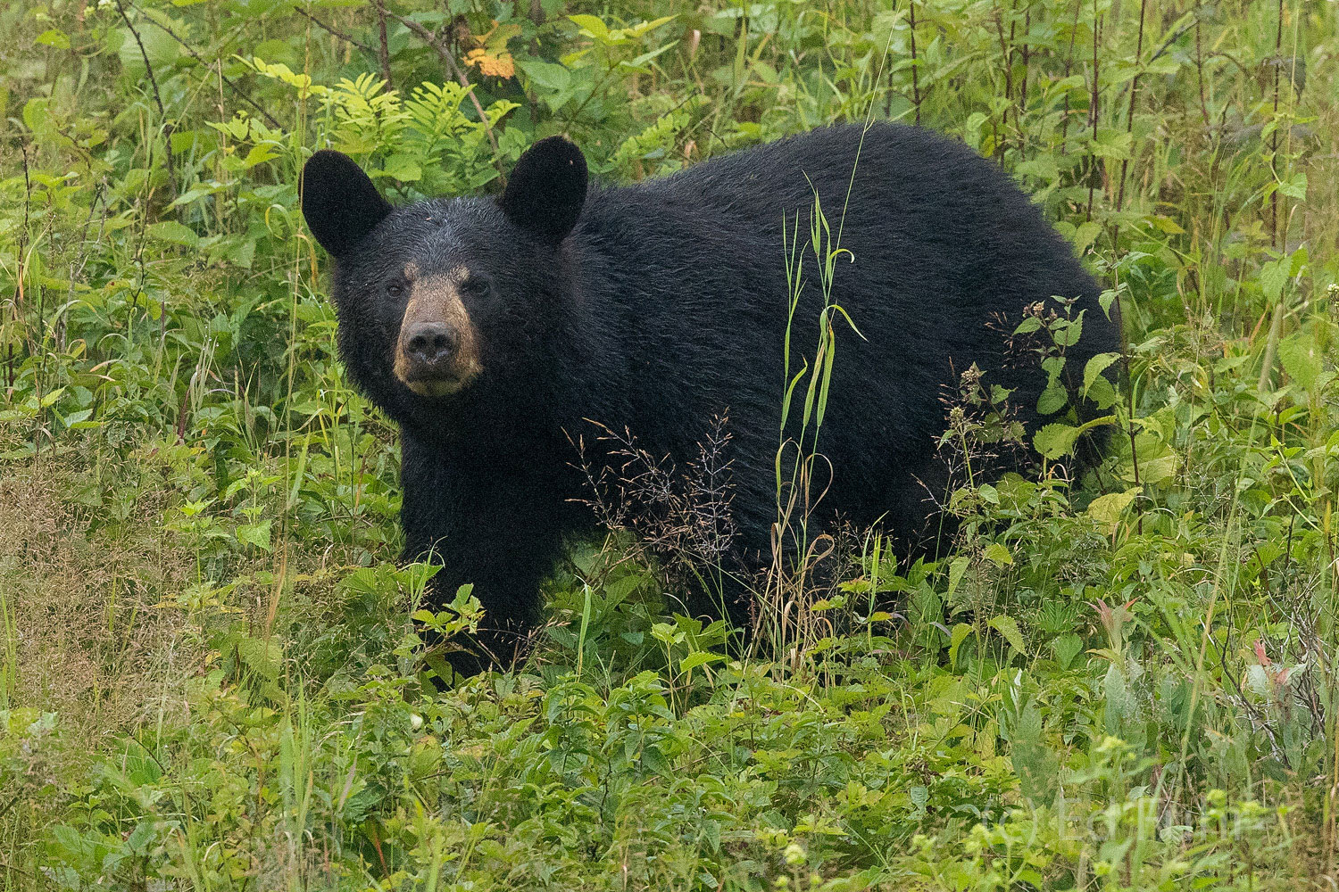 A black, mother of two cubs, feeds near Big Meadows.