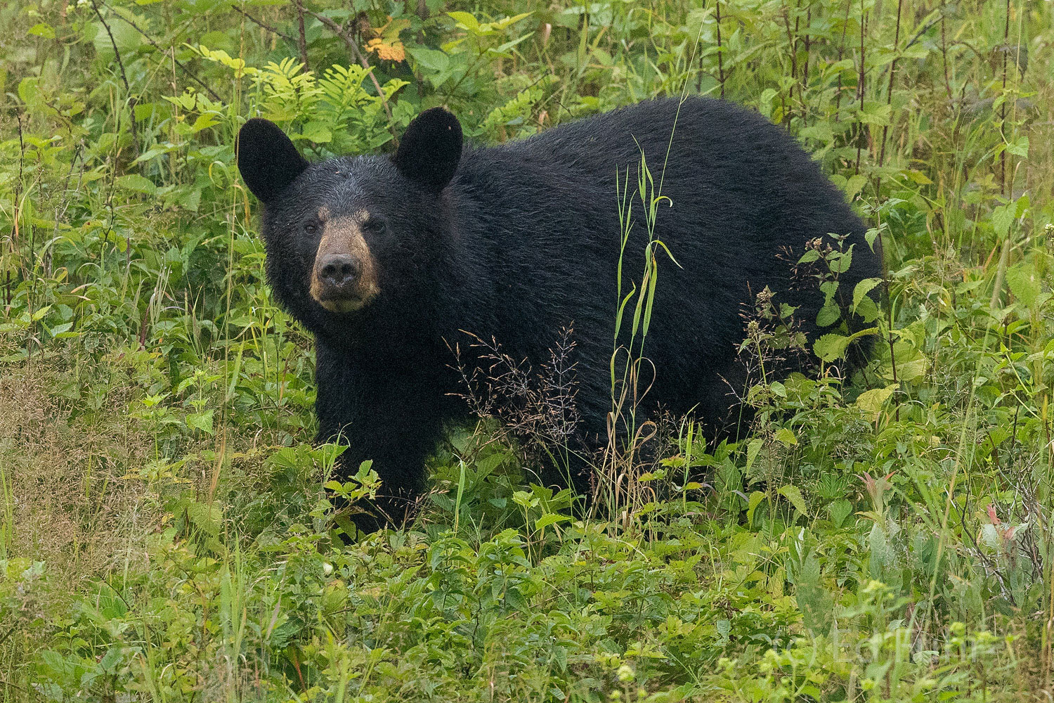 Big Meadows Bear A black, mother of two cubs, feeds near Big Meadows.