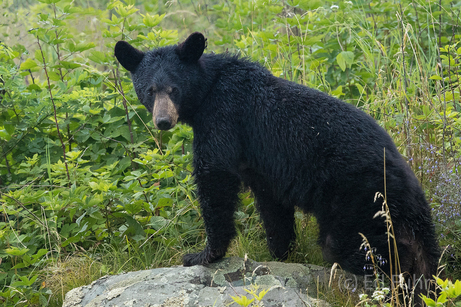 Black Bear On a Rock A black bear climbs across a large boulder to give herself a better view of her two cubs.