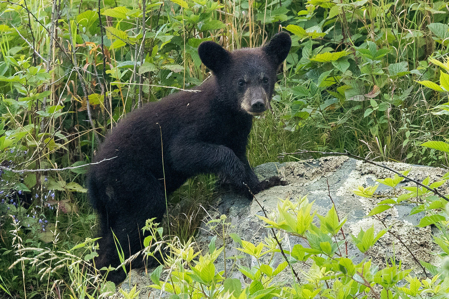 Black Bear Cub A young black bear cub scrambles across a boulder.