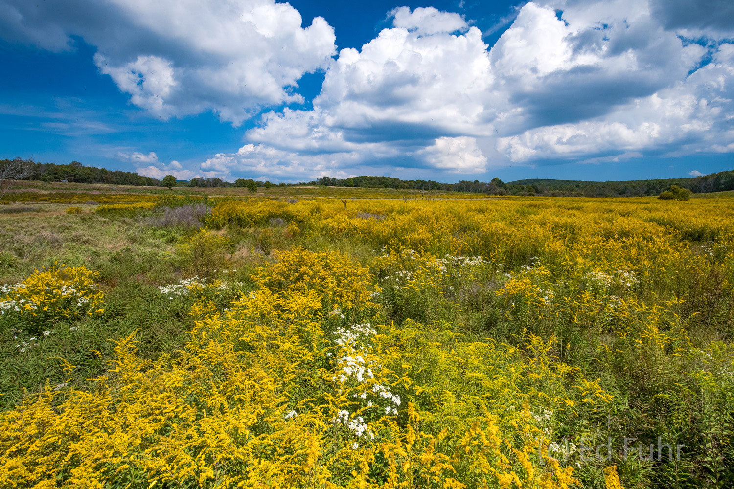 A  walk through a wild display of goldenrod in Big Meadows against blue skies, amidst a mild din from the thousands of bees and...