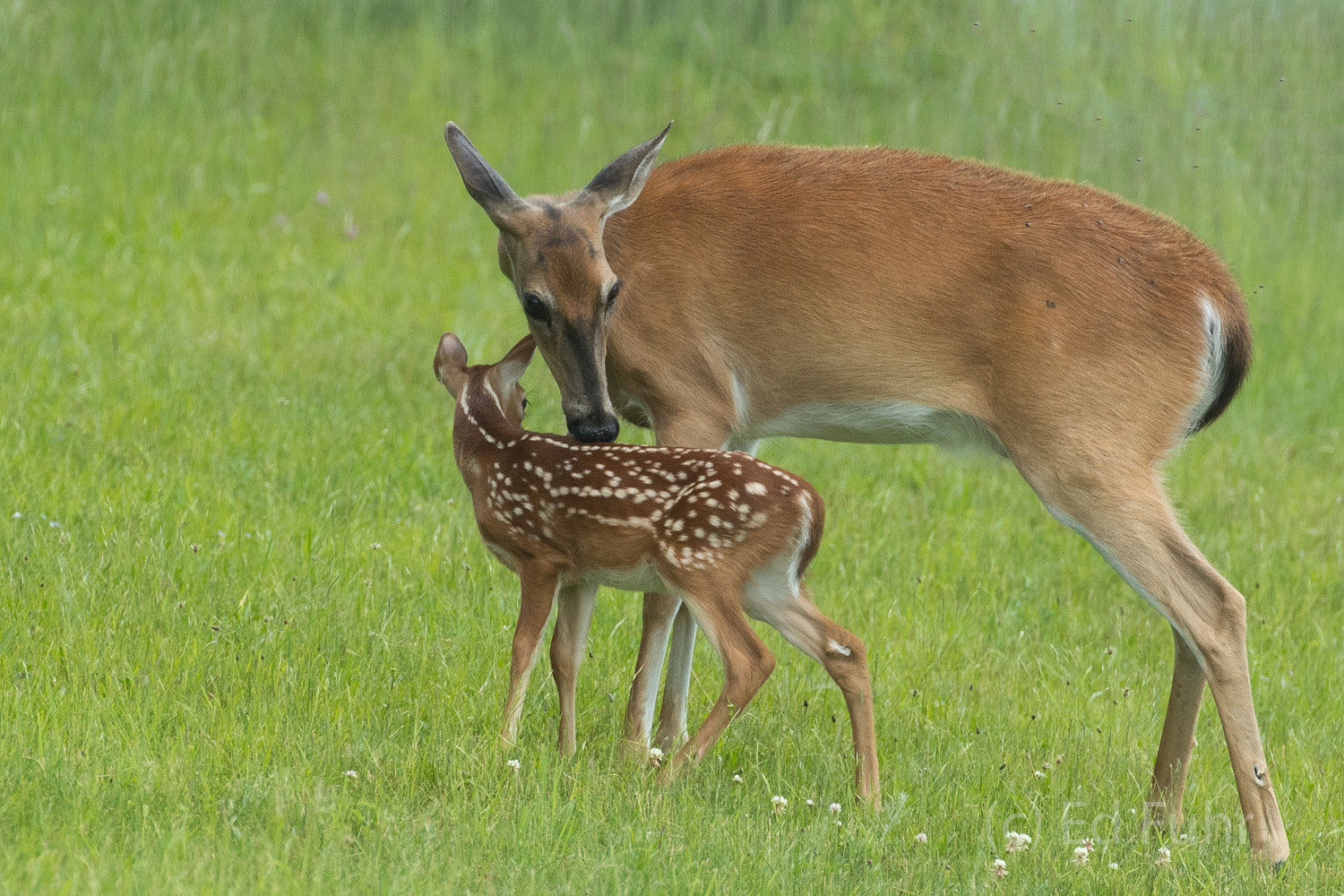 Cleaning Time in the Meadow A does cleans her young fawn in Big Meadows, where deer frequently graze in the early hours of dawn.