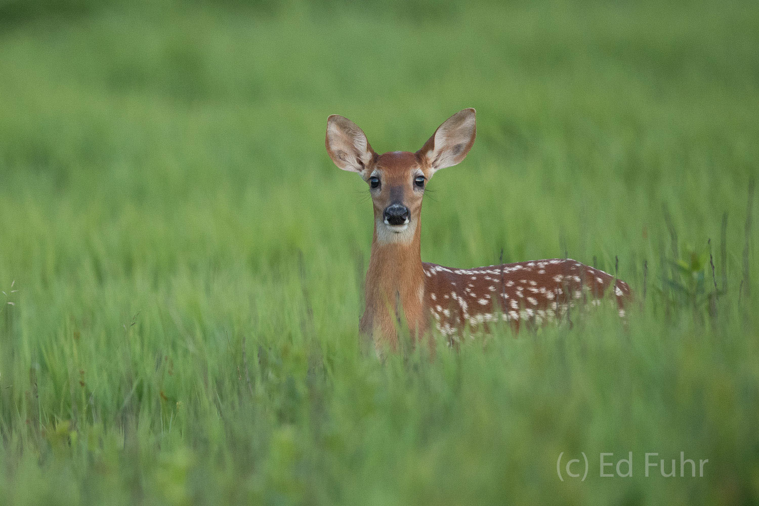 Fawn Perspective A fawn looks above the late spring grasses.