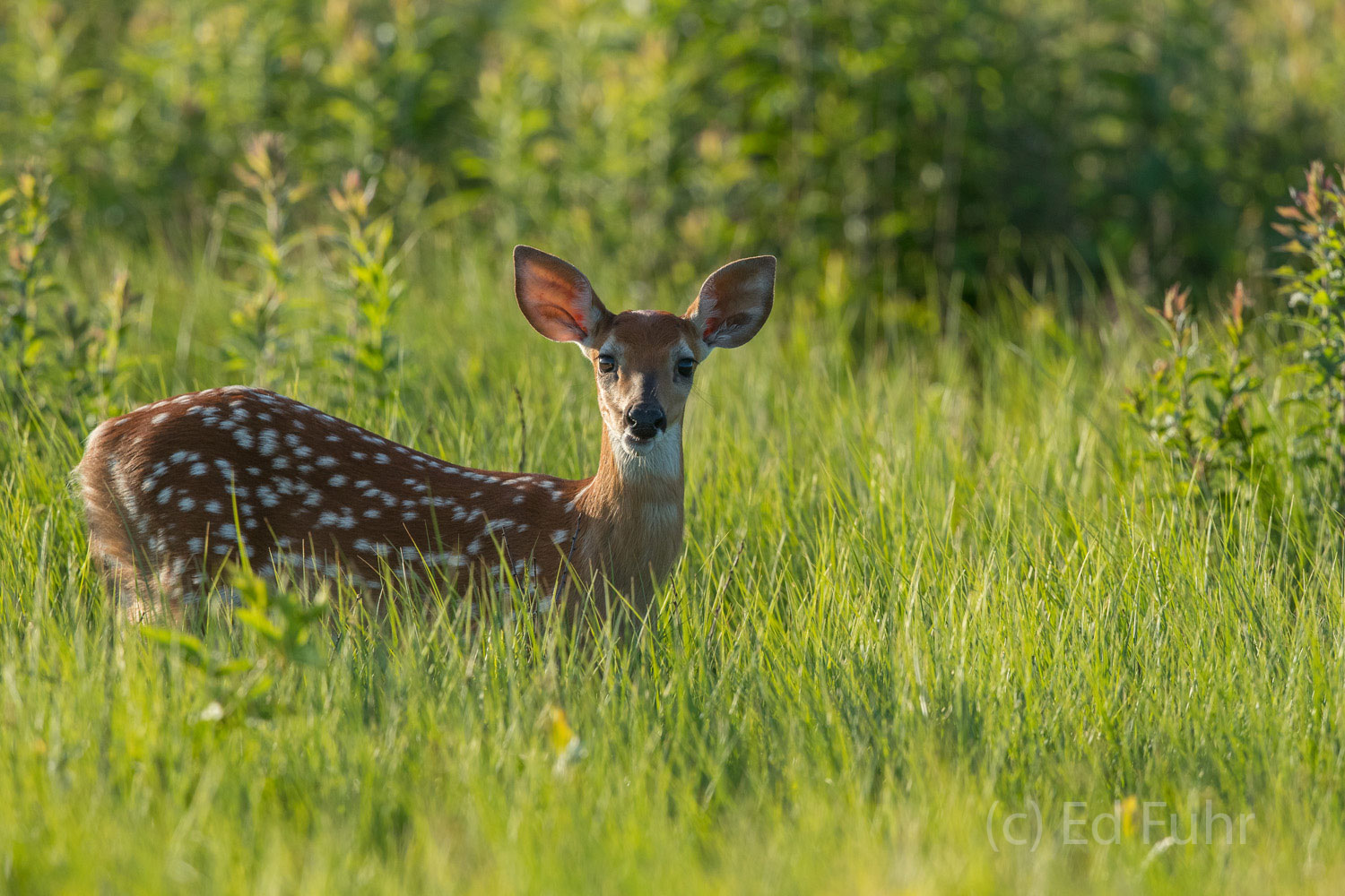 Fawn Watch A fawn watches her mom intently.