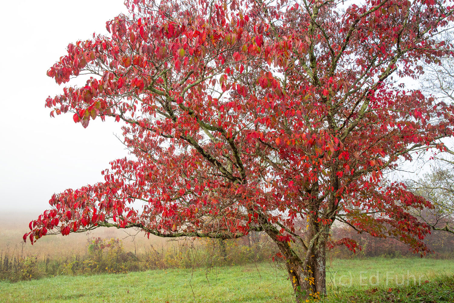 An dogwood puts forth a final fiery display in the cool of an autumn fog.