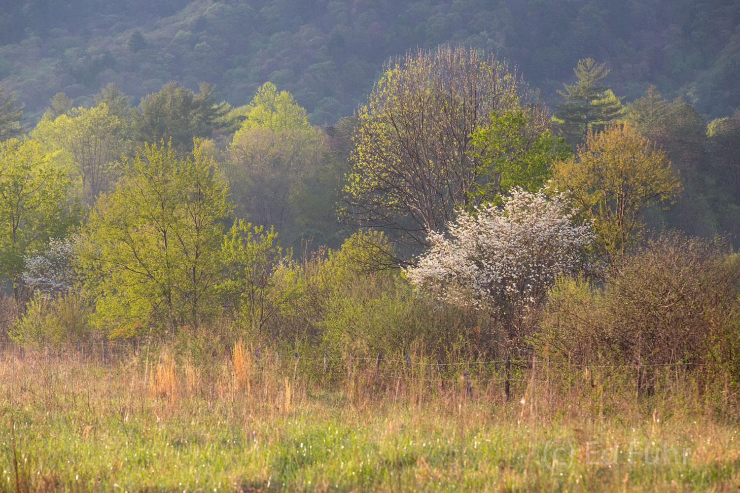 A mosaic of spring colors and dogwood blossoms paints a pasture's edge in Cades Cove.