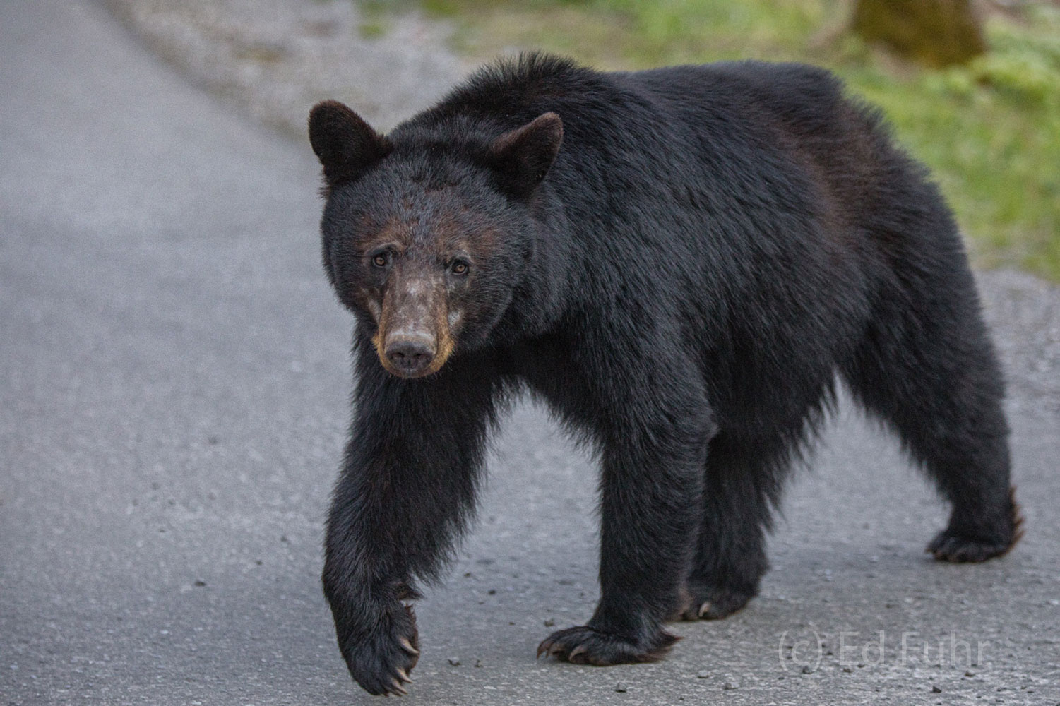 A large black bear slowly crosses the Loop Road.