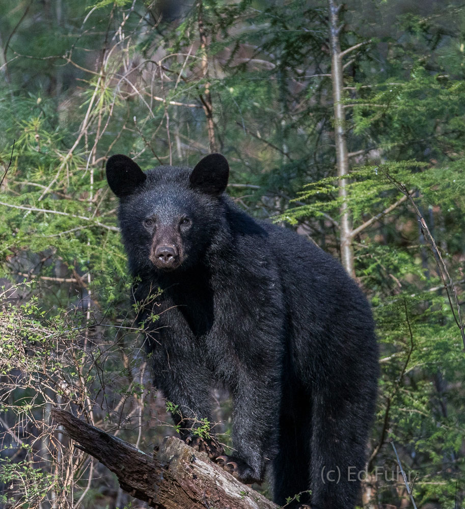 A black bear poses after exploring this fallen timber for insects.