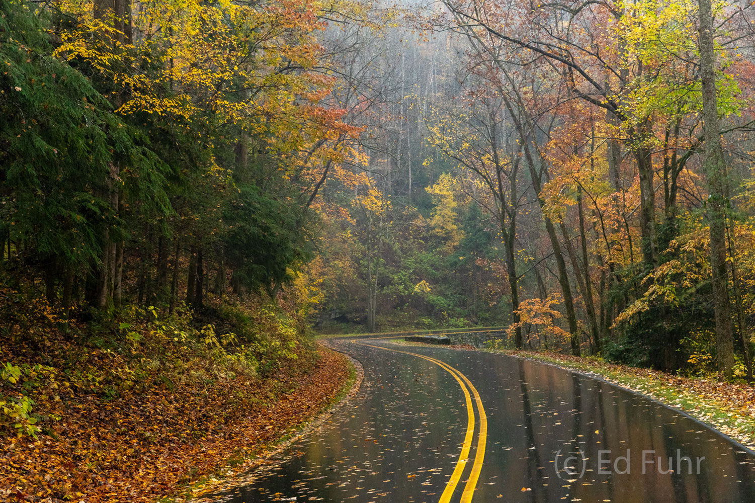 Laurel Creek Road is beautiful in fall but especially after a modest rain that saturates the colors, creates reflections and...