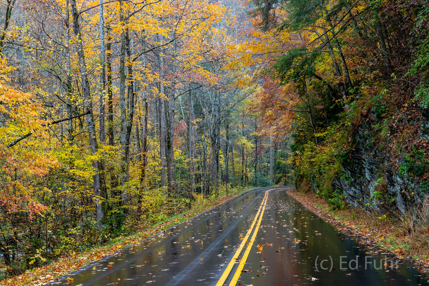 Laurel Creek Road reflects autumn's colors after an afternoon rain.