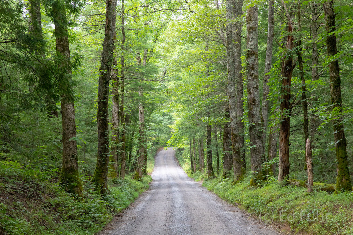 Sparks Lane bisects the Cades Cove valley and often offers solitude and splendor, great wildlife and sometimes a quick exit from...