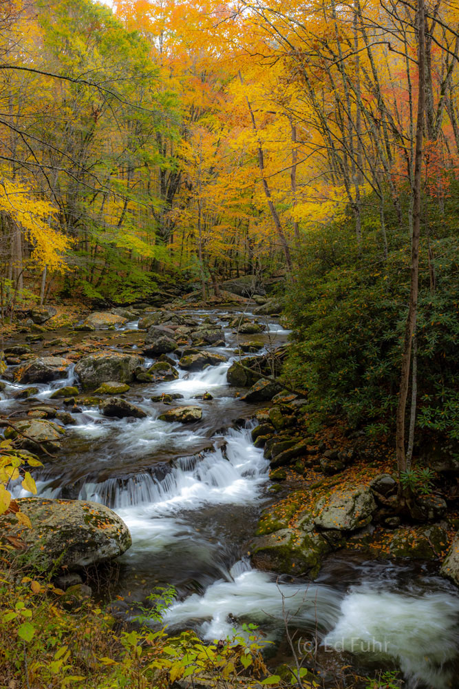 A stunning bend of the Middle Prong Little River offers one of the best autumn streamside views in the Great Smoky Mountians.