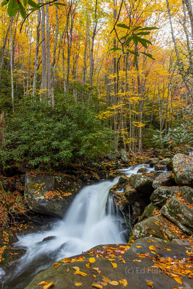 Surrounded by deciduous trees at autumn peak, and towering groves of rhododendrons, Lynn Camp Prong is one of the most spectacular...