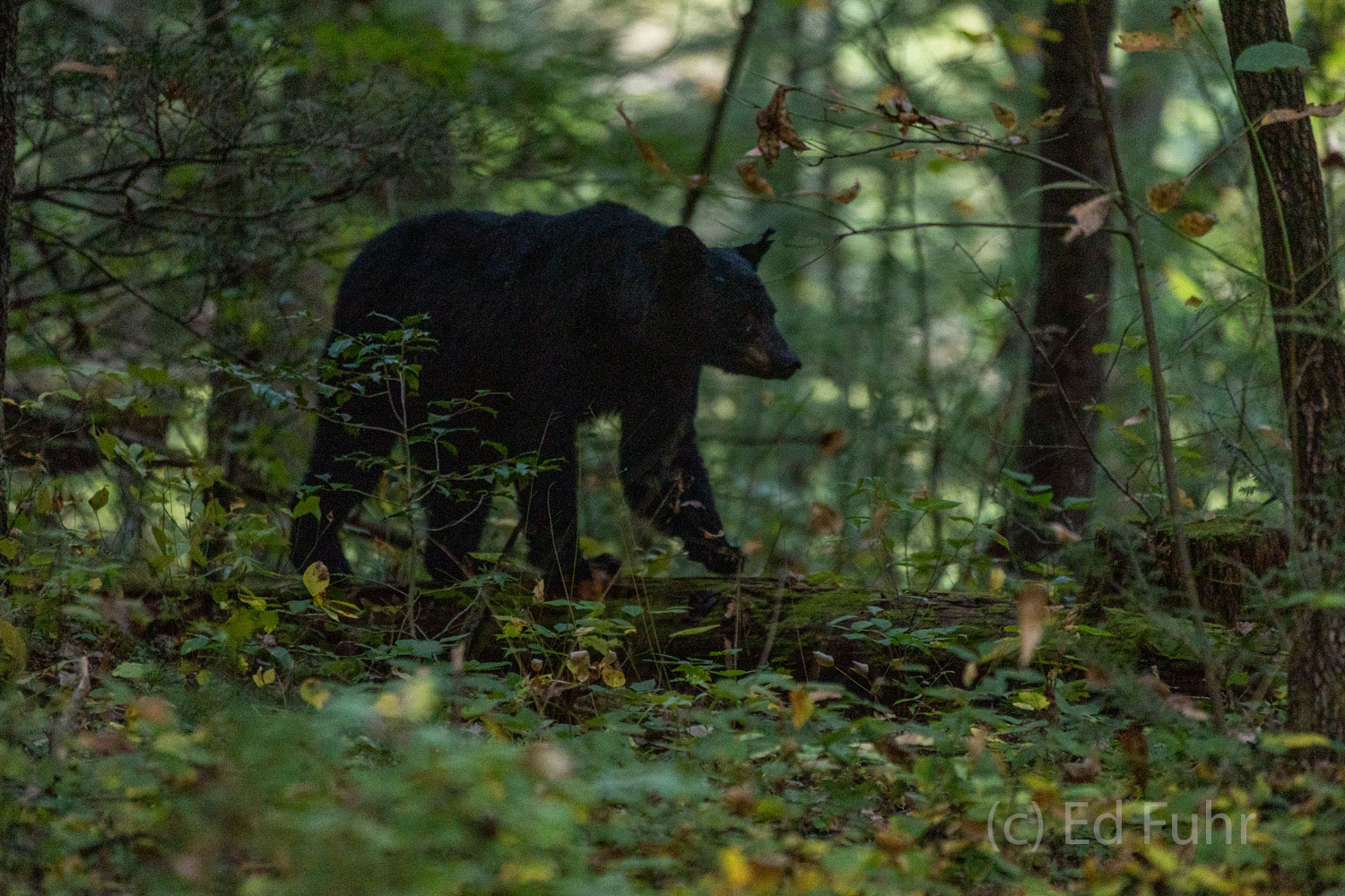 A black bear, always a highlight for Park visitors, often passes unseen in the wood's shadows.