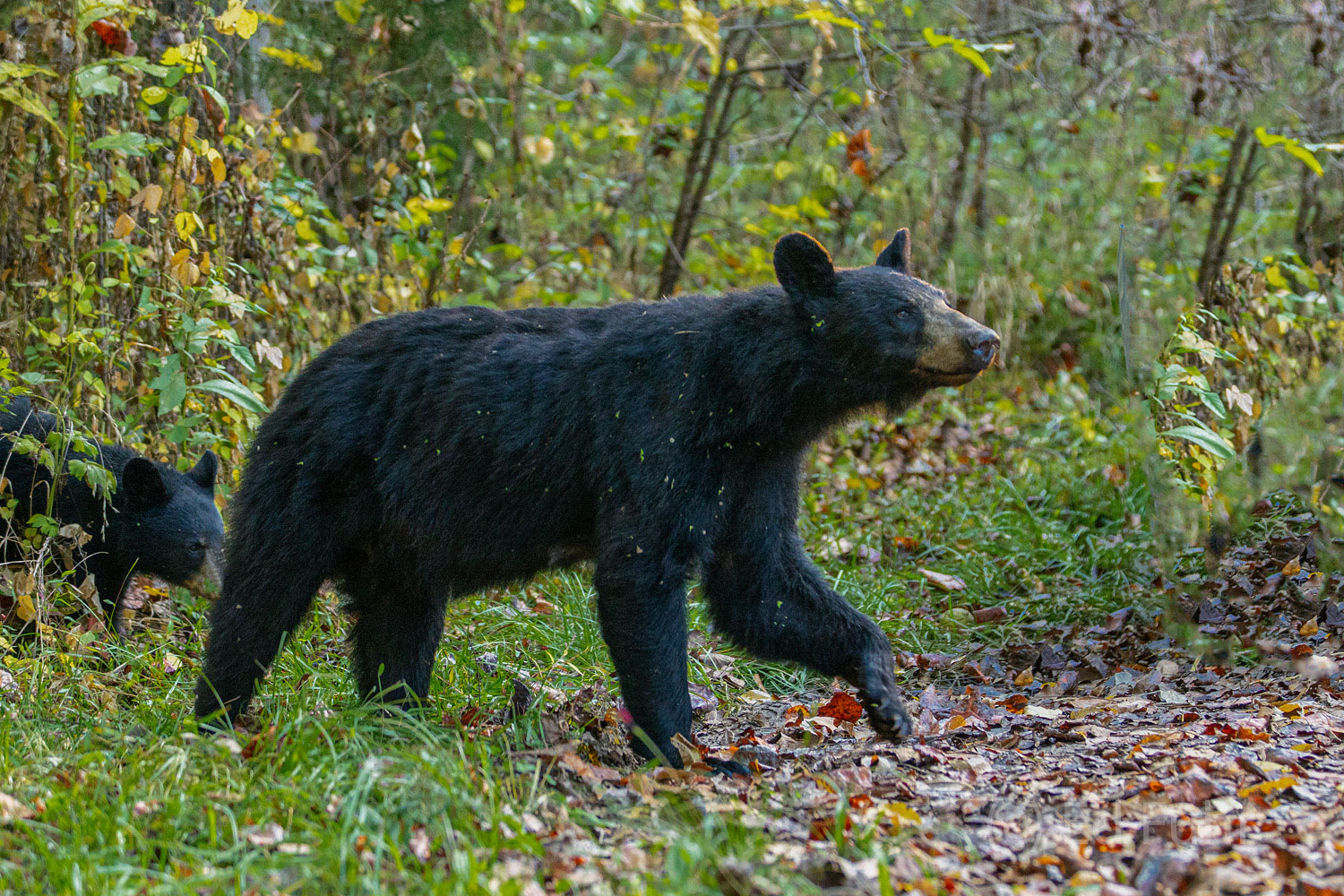 A black bear sow leads the first of her three cubs from the shadows of the woods to the walnut trees where they will feast all...