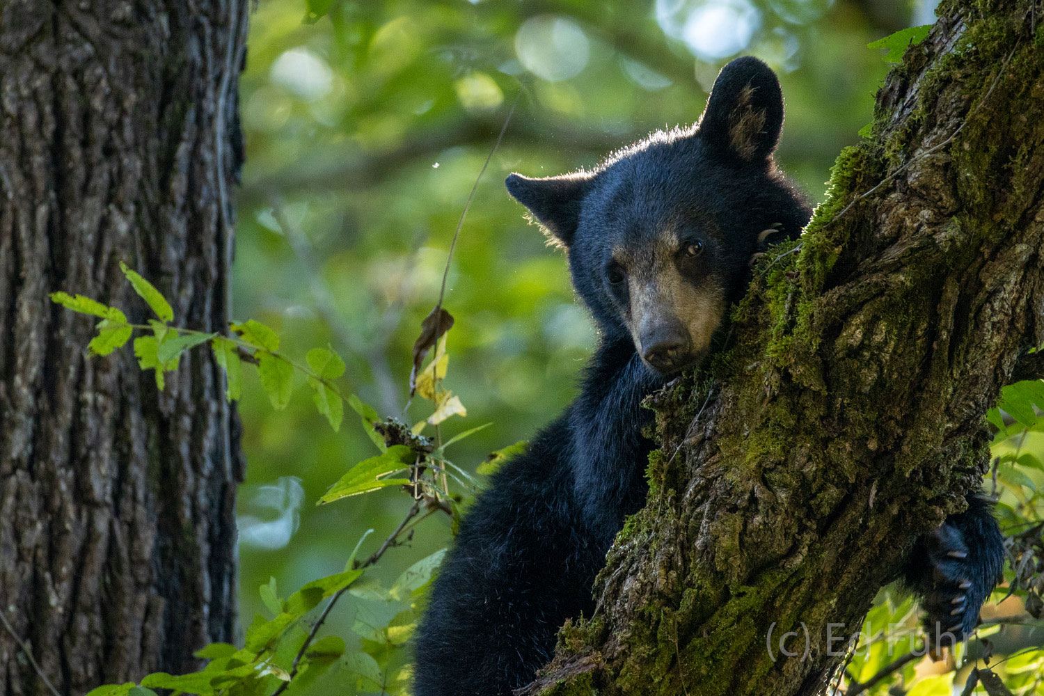 A black bear cub looks down from its perch on a walnut tree.