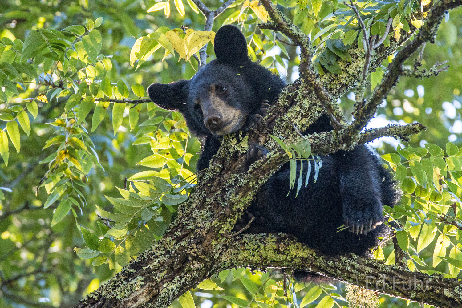 A young cub checks out his surroundings from the safety of a high tree canopy.
