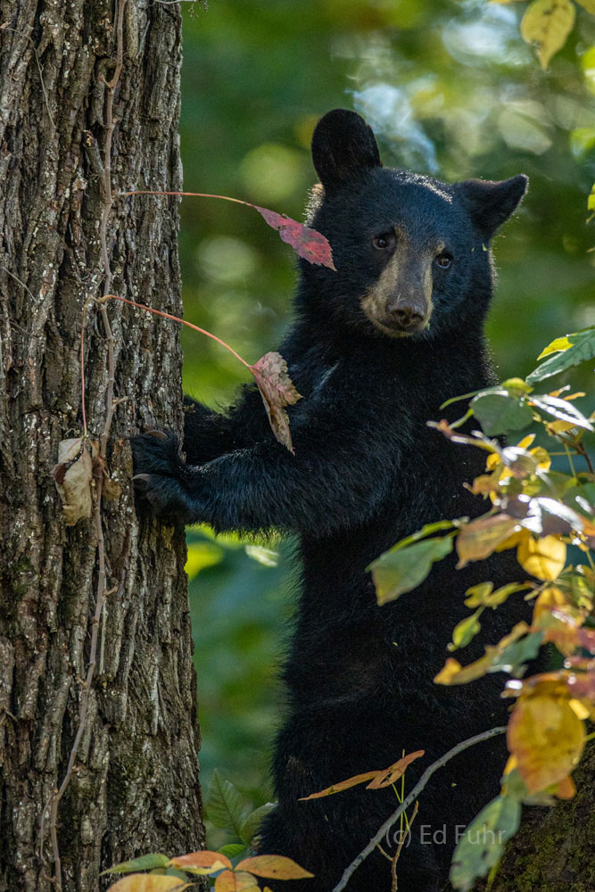 A black bear scampers up a large tree to safety.