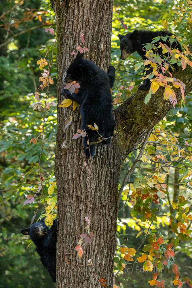 Two cubs scamper up and down a large tree in a never ending game of tag.