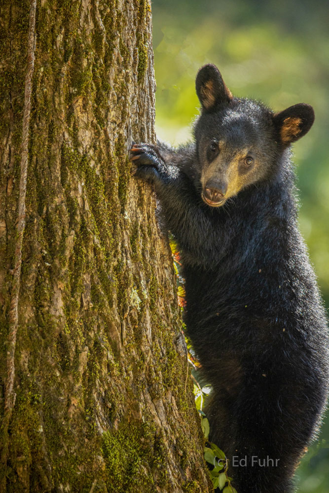 A young bear pauses warily at the base of a tree as a family of four bears feeds on nearby nuts.