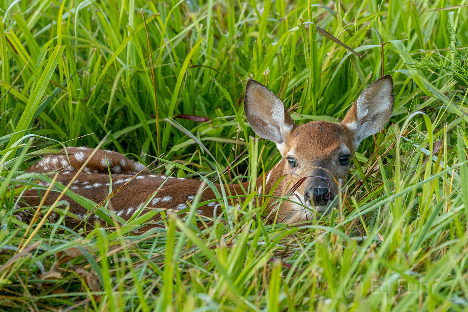 A young fawn hides in the deep grasses of Cades Cove.  In their first months, fawn have no scent so they are taught almost at...