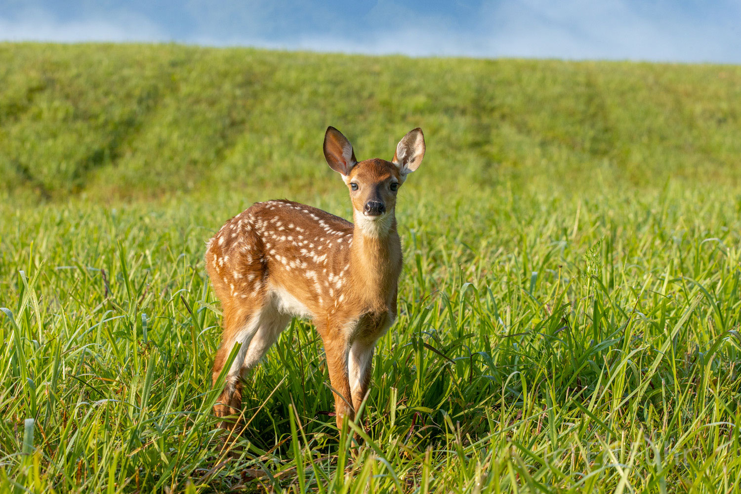 A fawn pauses momentarily in the warm light of early  morning.